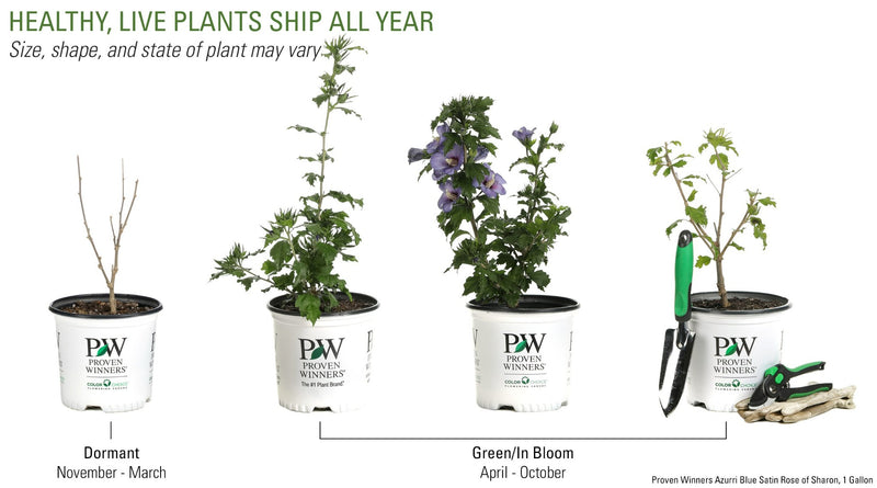 Proven Winners® Shrub Plants|Hibiscus - Azurri Blue Satin Rose of Sharon 4