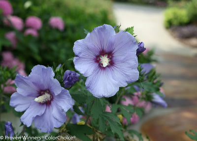 Proven Winners® Shrub Plants|Hibiscus - Azurri Blue Satin Rose of Sharon 2