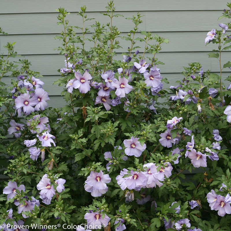 Proven Winners® Shrub Plants|Hibiscus - Azurri Blue Satin Rose of Sharon 5