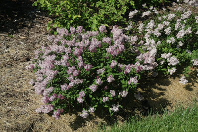 Proven Winners® Shrub Plants| Syringa Lilac - Baby Kim 3