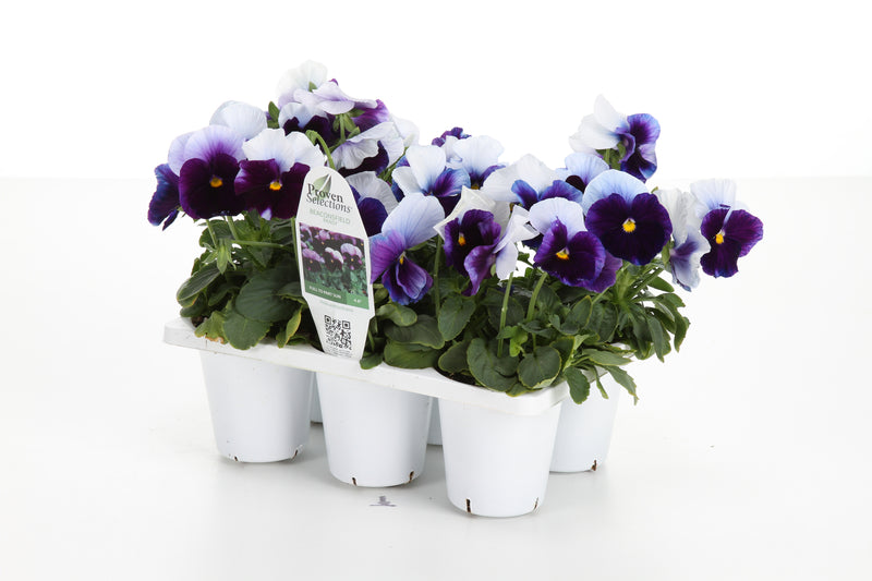 Proven Selections® Beaconsfield Pansy (Viola)