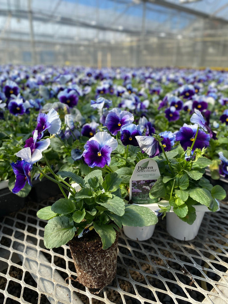 Proven Selections® Beaconsfield Pansy (Viola) - New Proven Selections® Variety 2023