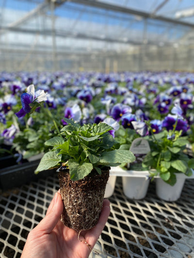 Proven Selections® Beaconsfield Pansy (Viola) - New Proven Selections® Variety 2023