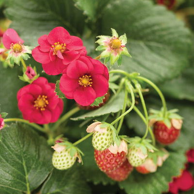 Proven Winners® Annual Plants|Fragaria - Berried Treasure Red Strawberry 1