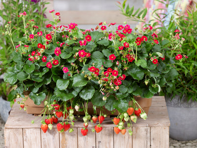 Proven Winners® Annual Plants|Fragaria - Berried Treasure Red Strawberry 2