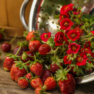 Proven Winners® Annual Plants|Fragaria - Berried Treasure Red Strawberry 3