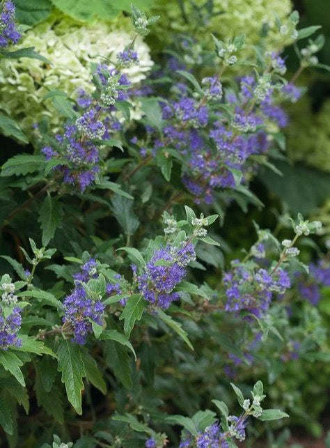 Proven Winners® Shrub Plants|Caryopteris - Beyond Midnight Bluebeard 1