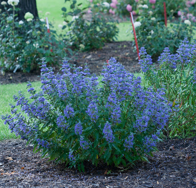 Proven Winners® Shrub Plants|Caryopteris - Beyond Midnight Bluebeard 2