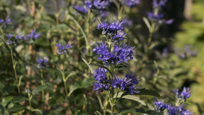 Proven Winners® Shrub Plants|Caryopteris - Beyond Midnight Bluebeard 4