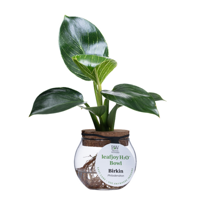 H2O® Bowl Prismacolor™ 'Birkin' Hybrid (Philodendron)