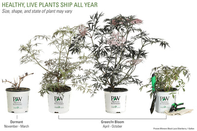 Proven Winners® Shrub Plants|Sambucus - Black Lace Elderberry 5