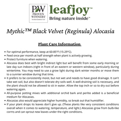 Mythic™ Black Velvet (Reginula) Alocasia