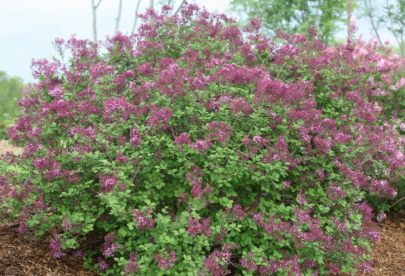 Shrub Plants|Syringa - Bloomerang Dark Purple Reblooming Lilac 2