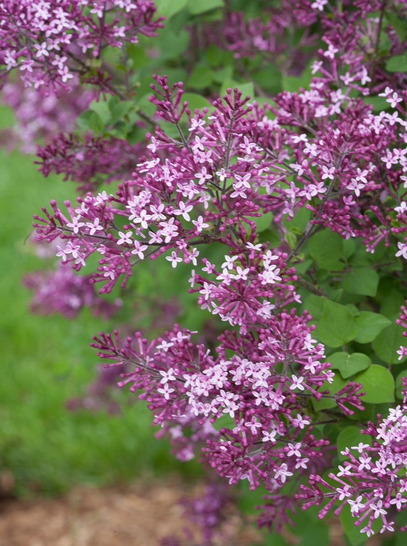 Shrub Plants|Syringa - Bloomerang Dark Purple Reblooming Lilac 3