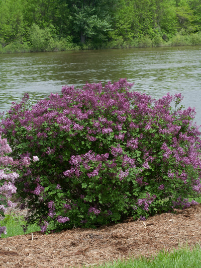 Shrub Plants|Syringa - Bloomerang Dark Purple Reblooming Lilac 4