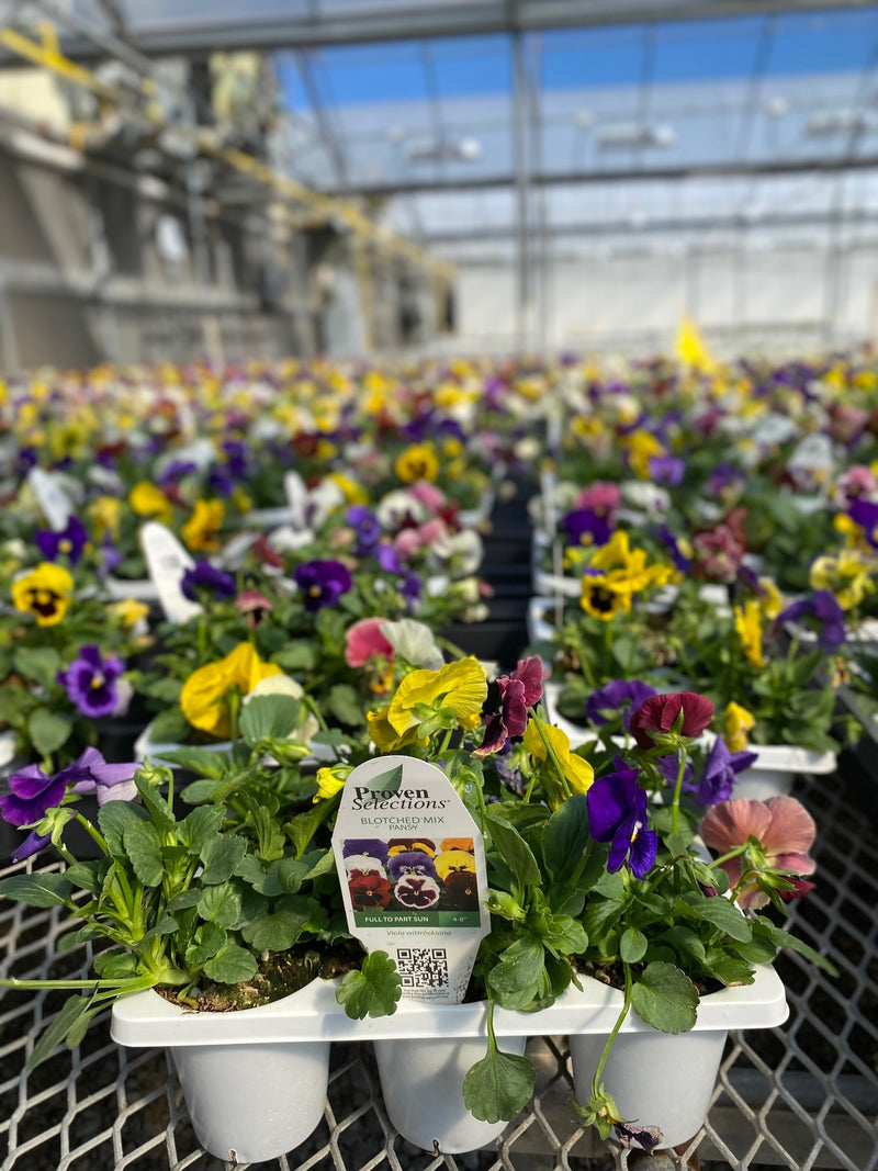 Proven Selections® Blotch Mix Pansy (Viola) - New Proven Selections® Variety 2023