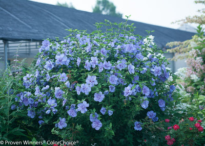 Proven Winners® Shrub Plants|Hibiscus - Blue Chiffon Rose of Sharon 2