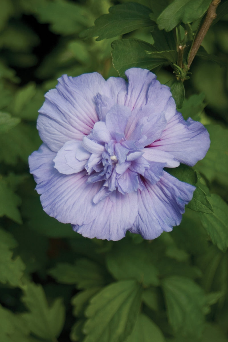 Proven Winners® Shrub Plants|Hibiscus - Blue Chiffon Rose of Sharon 3