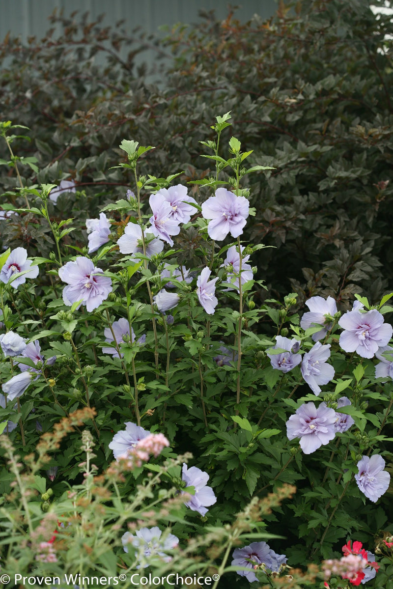 Proven Winners® Shrub Plants|Hibiscus - Blue Chiffon Rose of Sharon 6