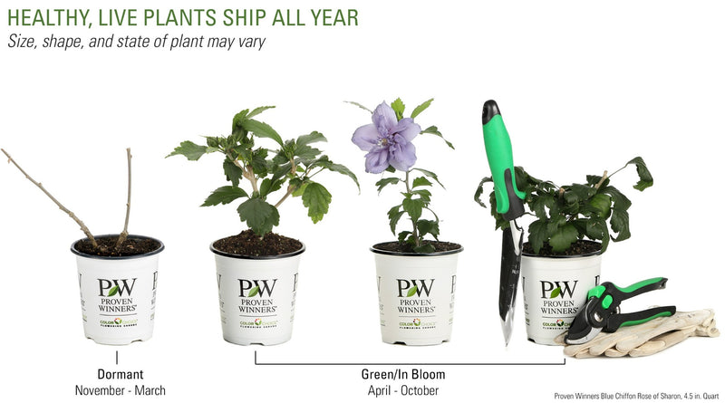Proven Winners® Shrub Plants|Hibiscus - Blue Chiffon Rose of Sharon 4