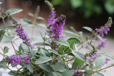 Shrub Plants|Buddleia - Lo & Behold 'Blue Chip Jr.' Butterfly Bush 4