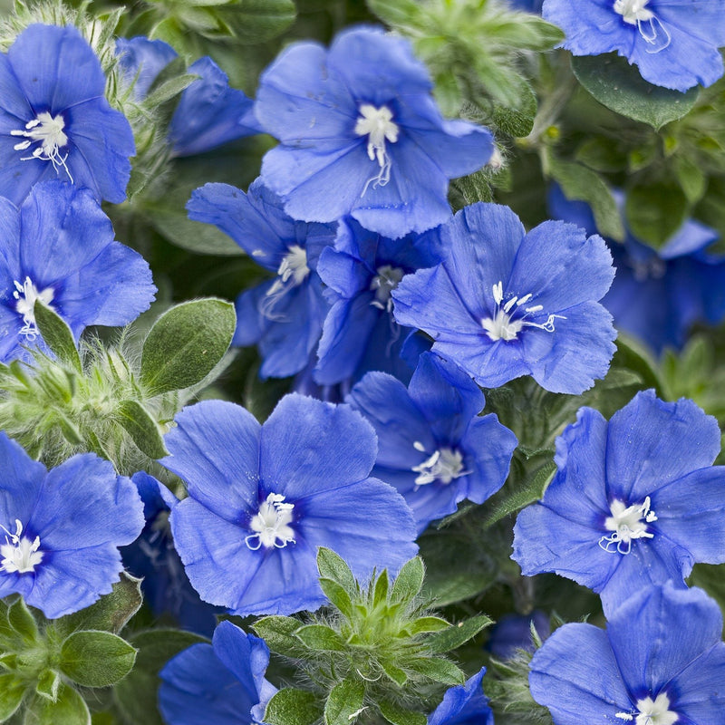 Annual Plants|Evolvulus - Blue My Mind Dwarf Morning Glory 1
