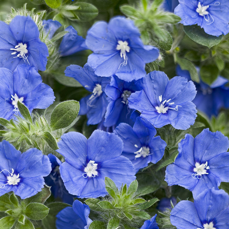 Annual Plants|Evolvulus - Blue My Mind Dwarf Morning Glory Hanging Basket 1