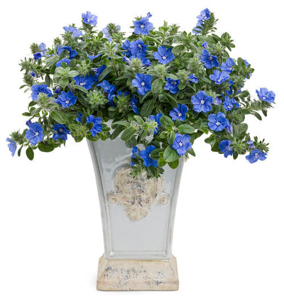 Annual Plants|Evolvulus - Blue My Mind Dwarf Morning Glory Hanging Basket 2