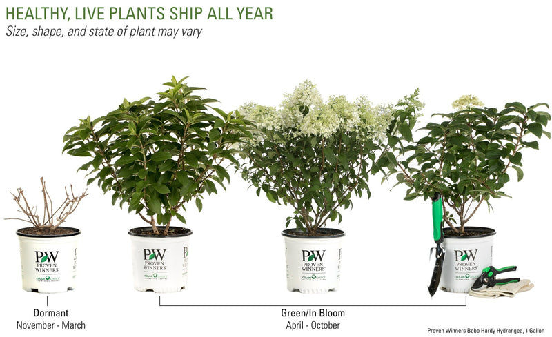 Proven Winners® Shrub Plants|Paniculata - Bobo Hardy Hydrangea 6