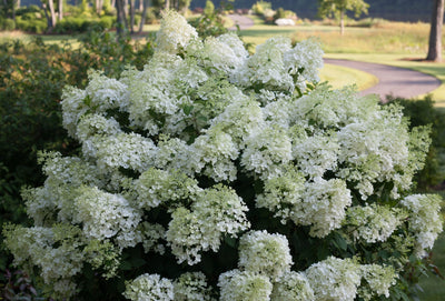 Proven Winners® Shrub Plants|Paniculata - Bobo Hardy Hydrangea 1