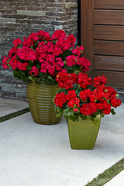 Proven Winners® Annual Plants|Pelargonium - Boldly Dark Red Geranium 2