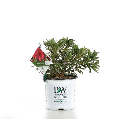 Proven Winners® Shrub Plants|Rhododendron - Bollywood Azalea 3