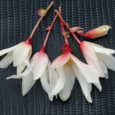 Proven Winners® Annual Plants|Begonia - Bossa Nova Pure White 1