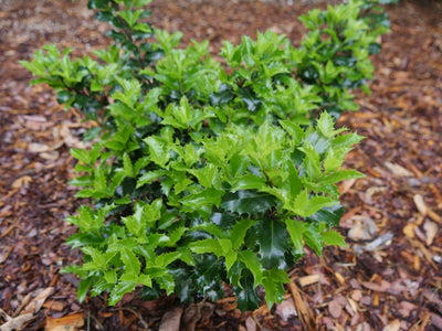 Proven Winners® Shrub Plants|Ilex - Castle Keep Blue Holly 3