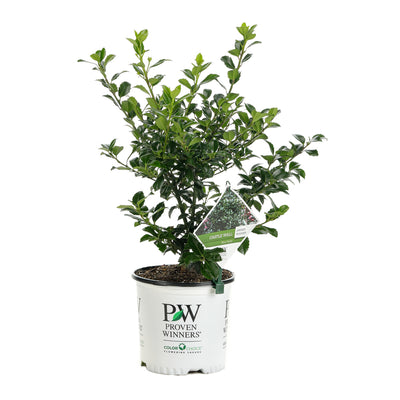 Proven Winners® Shrub Plants|Ilex - Castle Wall Blue Holly 3