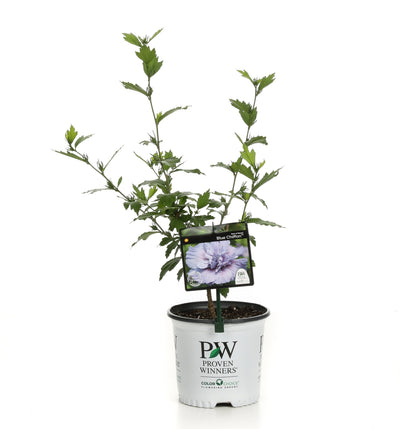 Proven Winners® Shrub Plants|Hibiscus - Blue Chiffon Rose of Sharon 5