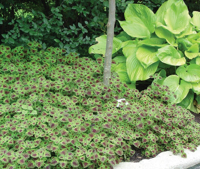 Annual Plants|Solenostemon - Colorblaze Chocolate Drop Coleus  3