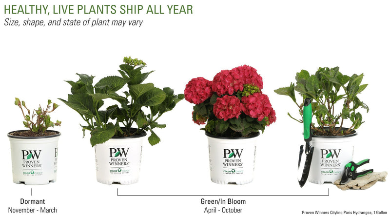 Shrub Plants|Macrophylla - Cityline Paris Bigleaf Hydrangea 5