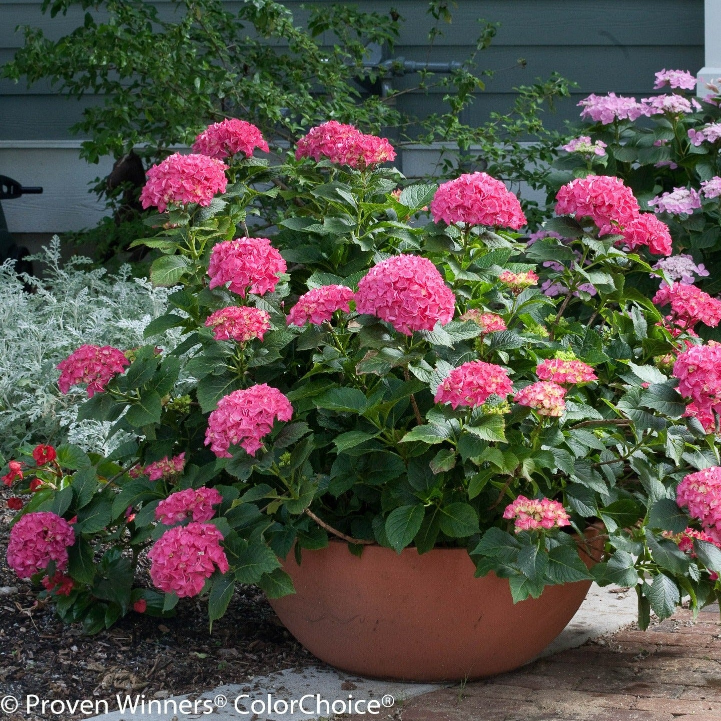 Shrub Plants|Macrophylla - Cityline® Paris Bigleaf Hydrangea – Proven ...