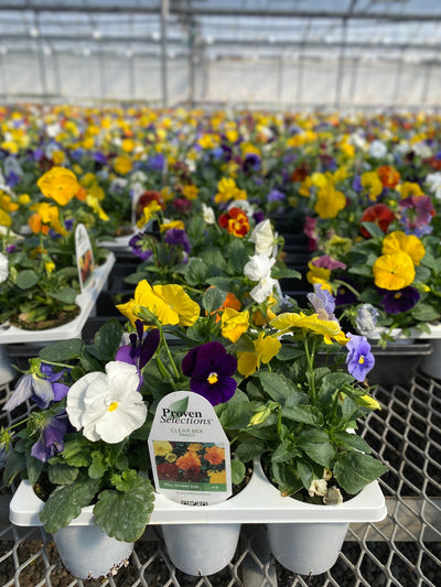 Proven Selections® Clear Colors Mix Pansy (Viola)