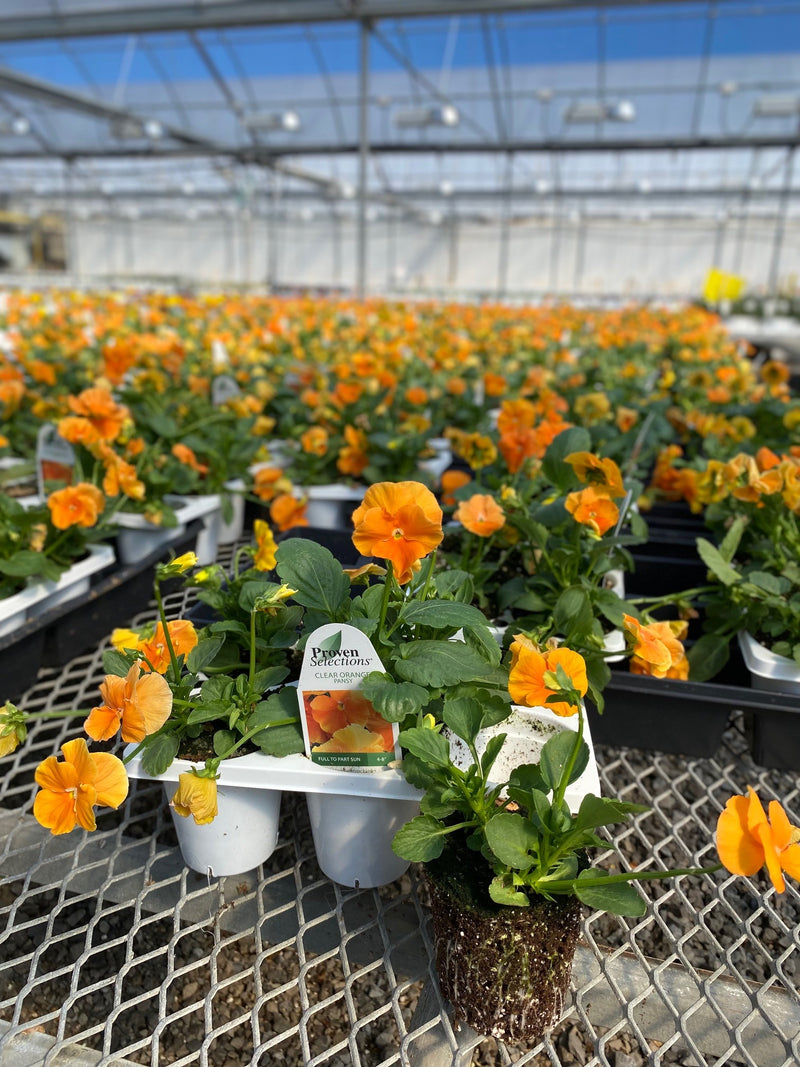 Proven Selections® Clear Orange Pansy (Viola) - New Proven Selections® Variety 2023