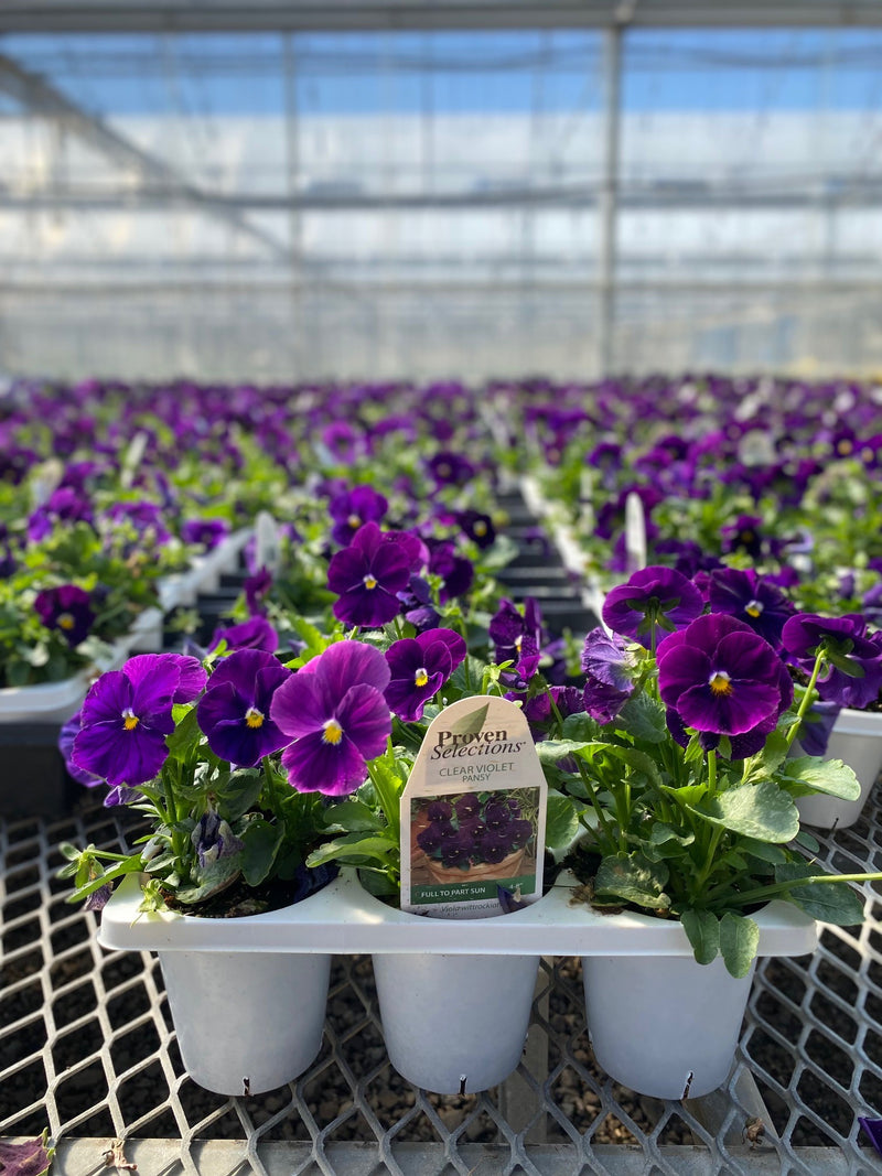 Proven Selections® Clear Violet Pansy (Viola)