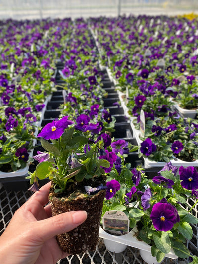 Proven Selections® Clear Violet Pansy (Viola)