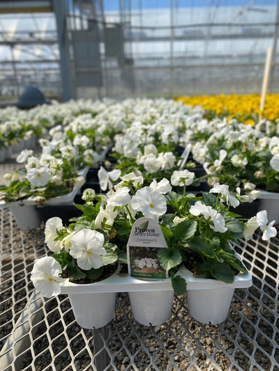 Proven Selections® Clear White Pansy (Viola) - New Proven Selections® Variety 2023