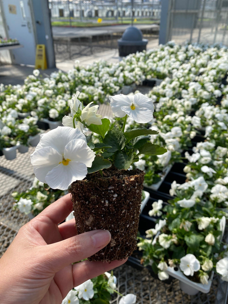 Proven Selections® Clear White Pansy (Viola)