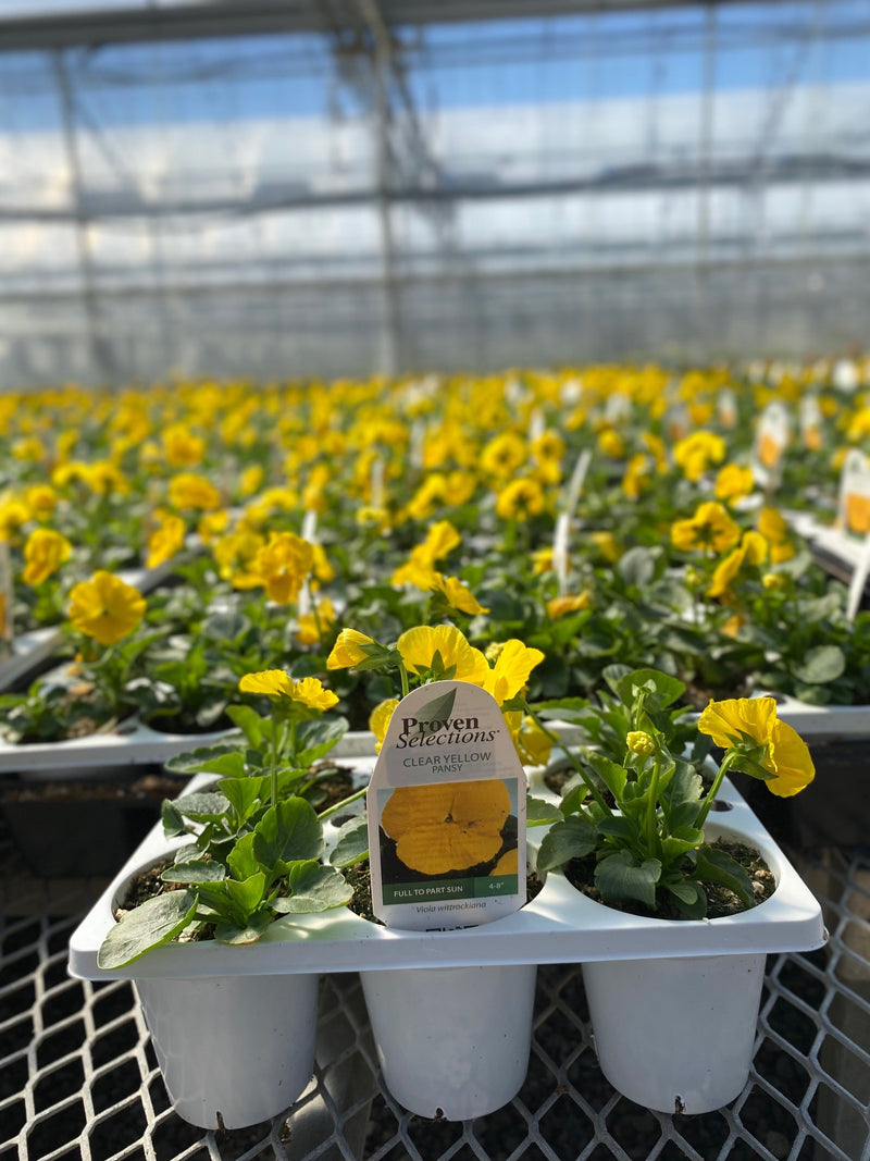 Proven Selections® Clear Yellow Pansy (Viola) - New Proven Selections® Variety 2023