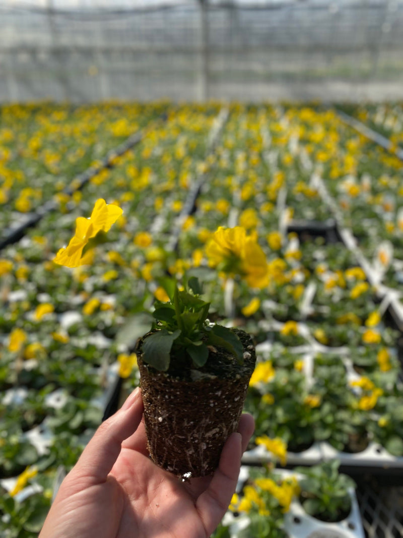 Proven Selections® Clear Yellow Pansy (Viola)