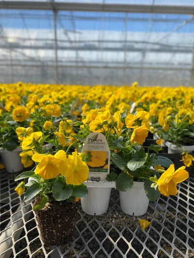 Proven Selections® Clear Yellow Pansy (Viola)