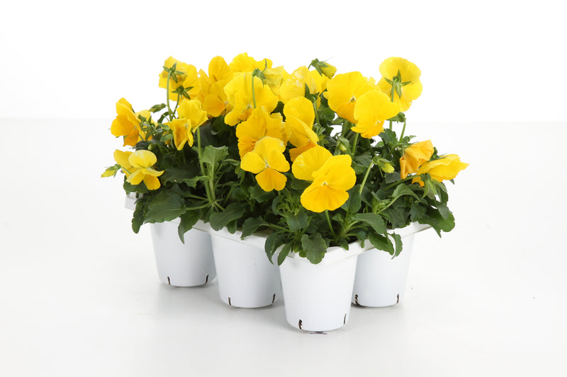 Proven Selections® Clear Yellow Pansy (Viola)