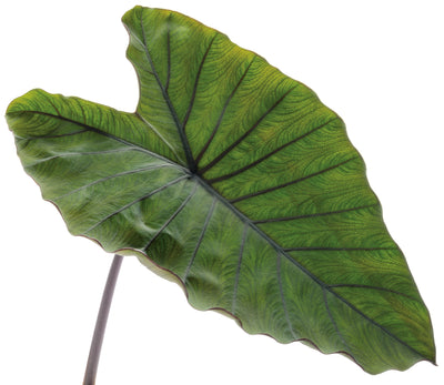 Limited Edition Heart of the Jungle® Elephant's Ear (Colocasia) 1- Gallon